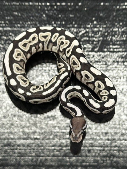 Black Pastel Desert Ghost VPI Axanthic Ball Python by The ReptiSpot, LLC