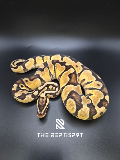 Pastel Enchi DH Hypo Clown Ball Python by The ReptiSpot