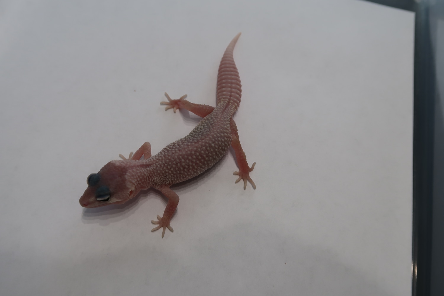 Blizzard Murphy Patternless Leopard Gecko by The Rise Ranch - MorphMarket