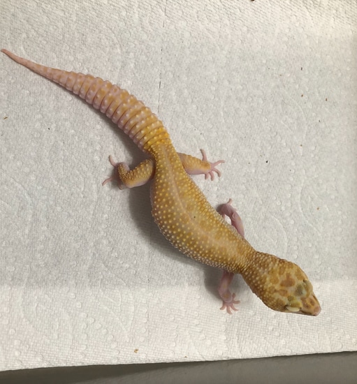 Hc Raptor HC Raptor Leopard Gecko by The Rise Ranch