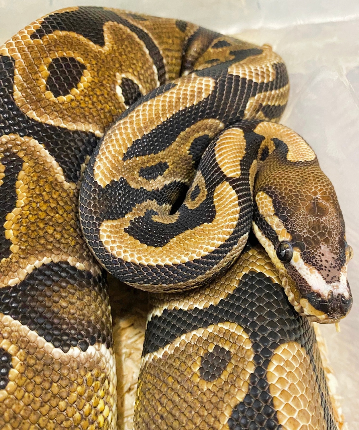Scaleless Head 100% Het Piebald Ball Python by TSS Pythons - MorphMarket