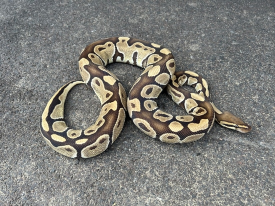 100% Het Paint Ball Python by The Seventh Serpent
