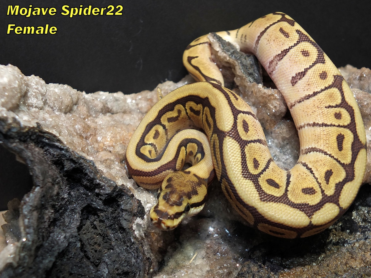 Mojave Spider Ball Python by The Snake Guru - MorphMarket