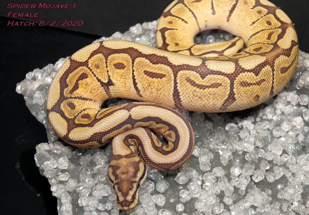 Spider Mojave Ball Python by The Snake Guru - MorphMarket