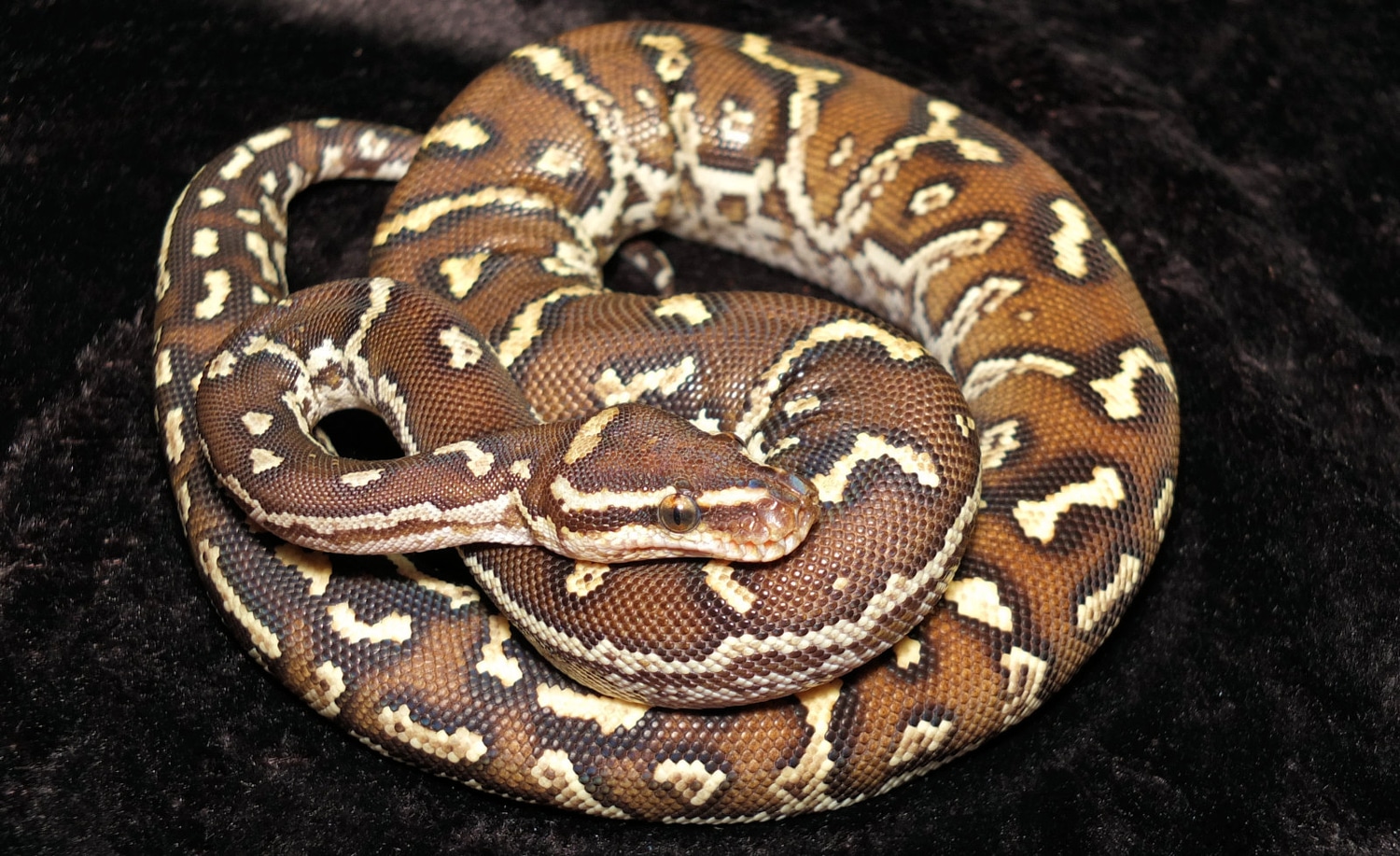 Angolan Python by The Snake Guru - MorphMarket