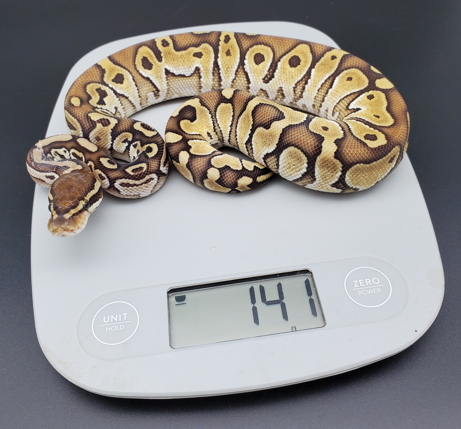 2021 Male Lesser Ball Python by The Snake Pusher MorphMarket