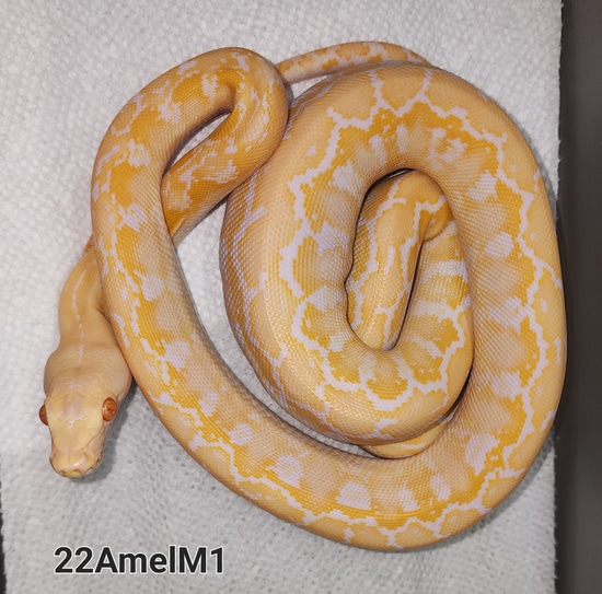 Amel - 50%SD Reticulated Python by The Snake Pusher