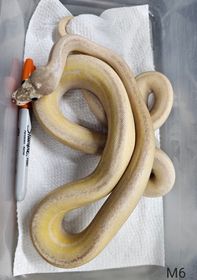 Ultra Ivory PH Amel Reticulated Python by The Snake Pusher