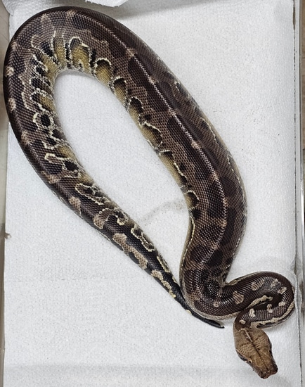 Juvi Sumatran Short-tail Python Sumatran Short-Tailed Python by The ...