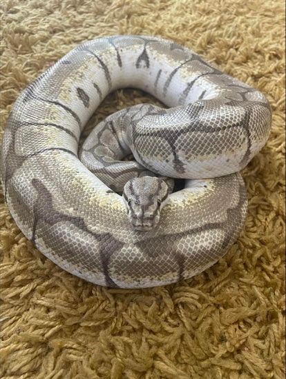 Lesser Spider Ball Python by The snake sanctuary