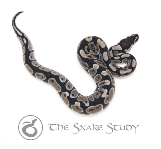Pastel VPI Axanthic Ball Python by The Snake Study