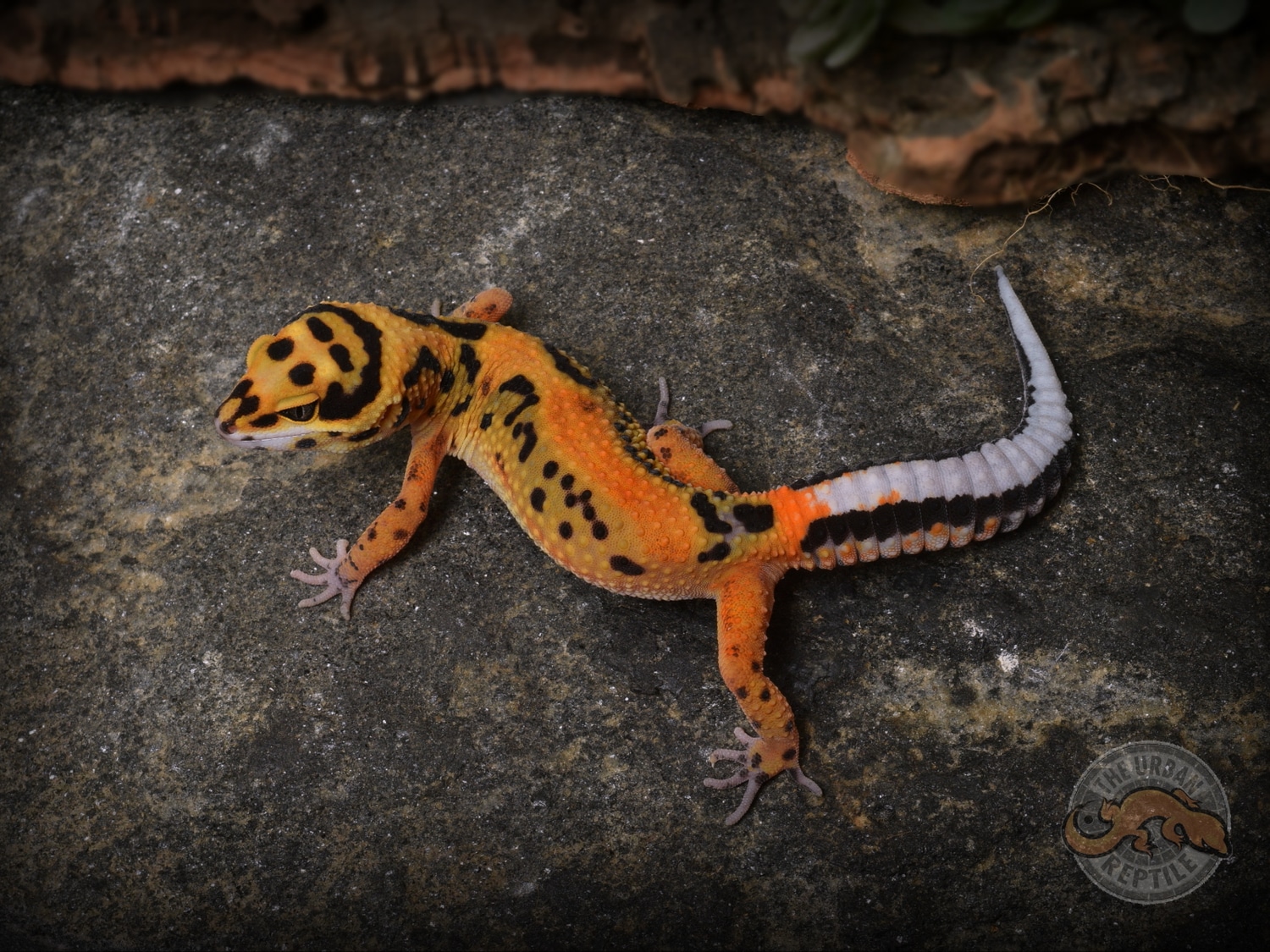 Mandarin Tangerine Zorro Bandit Leopard Gecko by The Urban Reptile