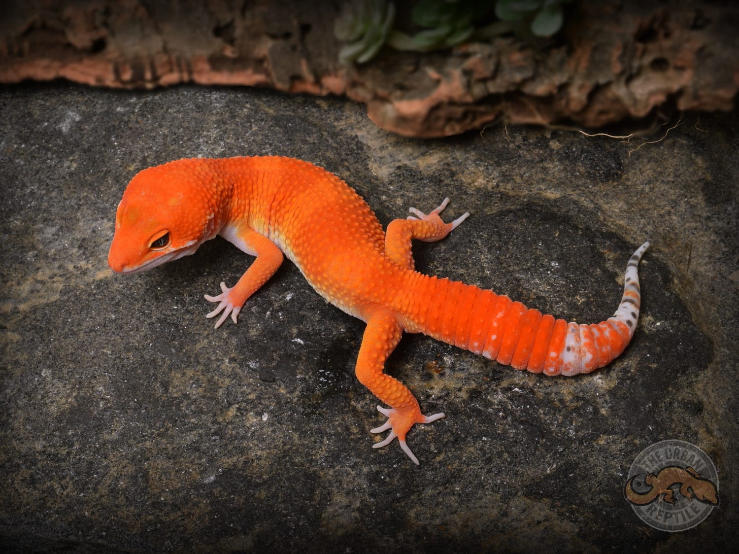Electric Tangerine Leopard Gecko by The Urban Reptile MorphMarket