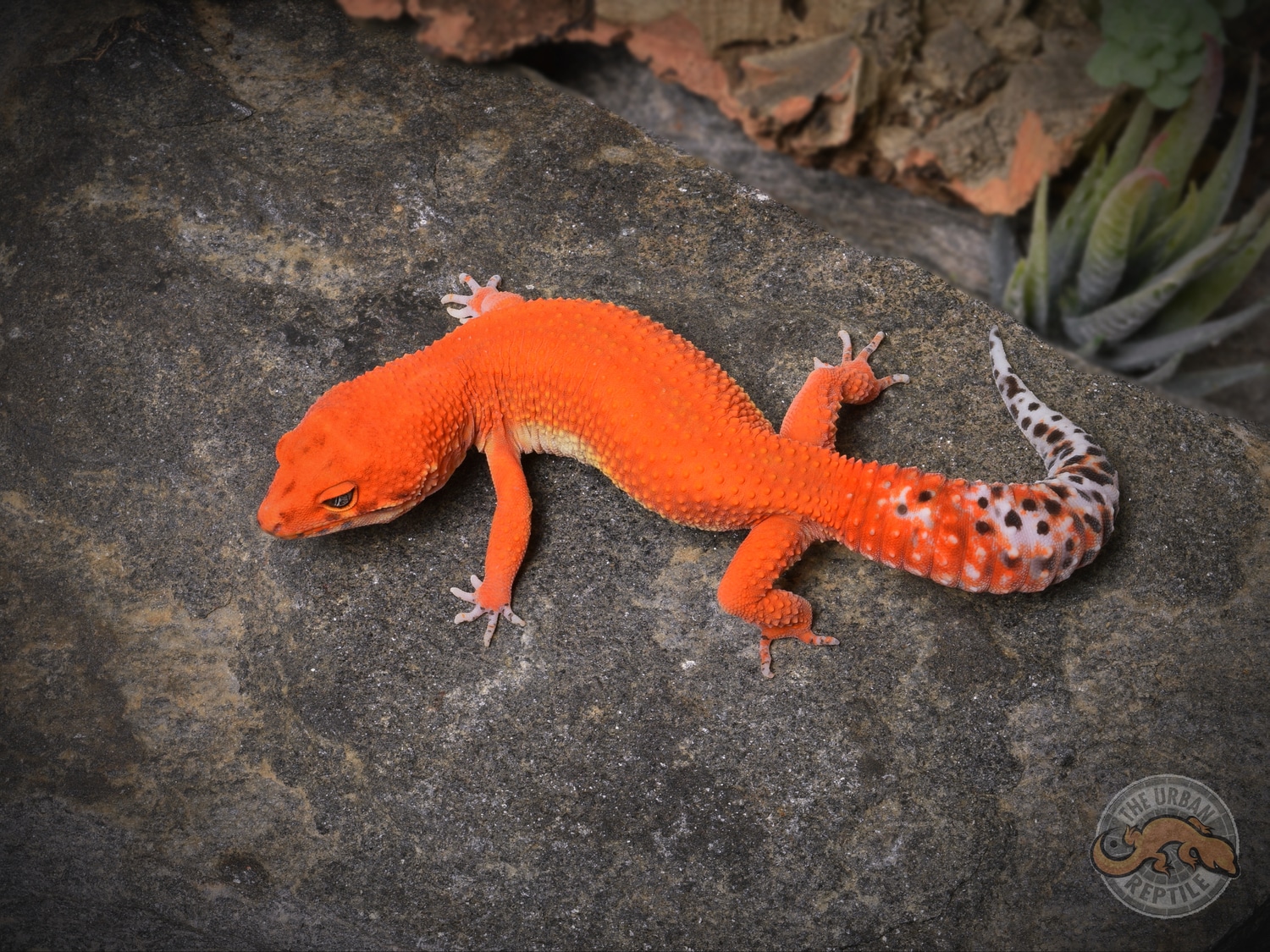 Mandarin Tangerine Leopard Gecko by The Urban Reptile MorphMarket