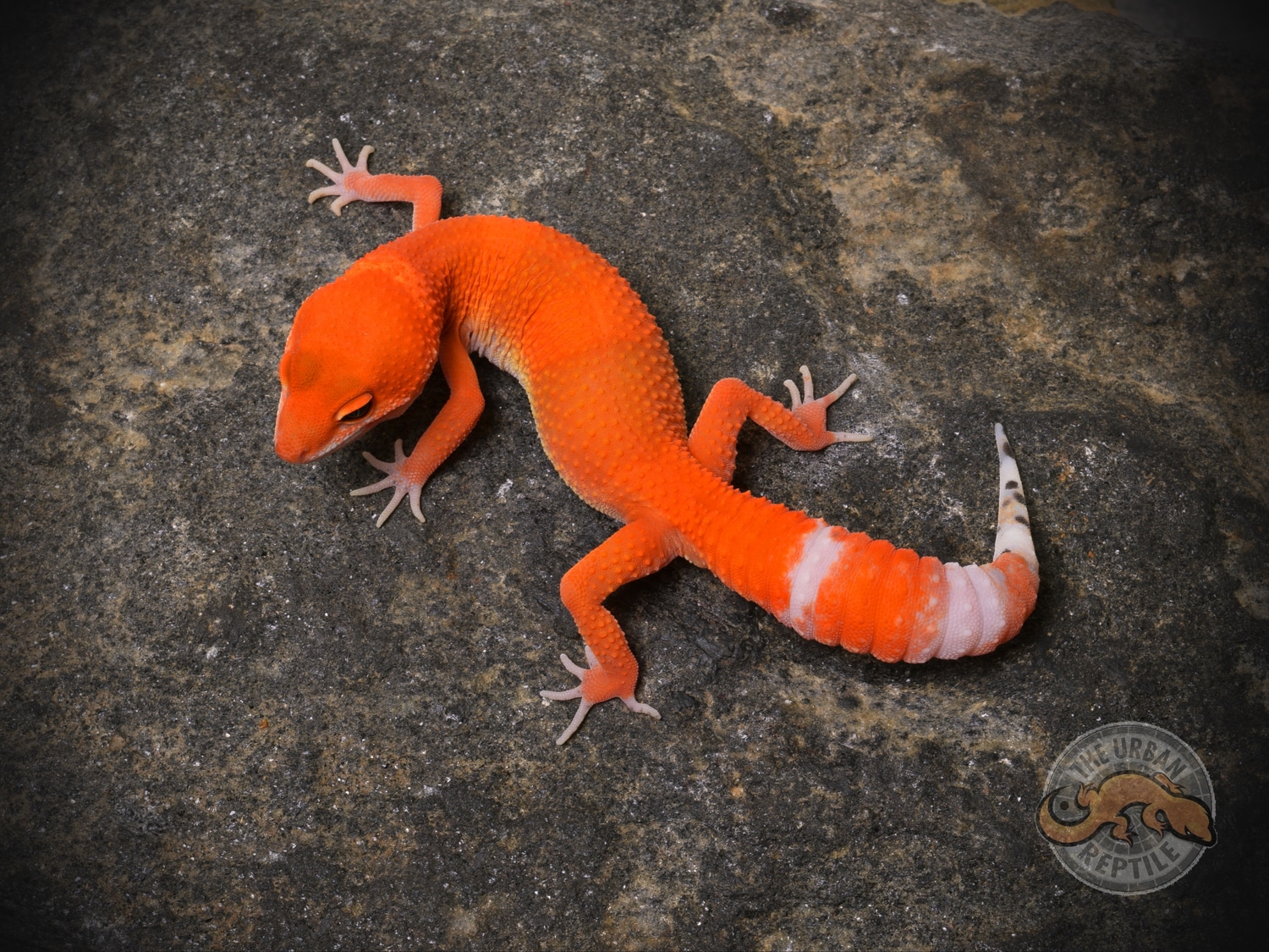 Tangerine Tornado Leopard Gecko by The Urban Reptile - MorphMarket