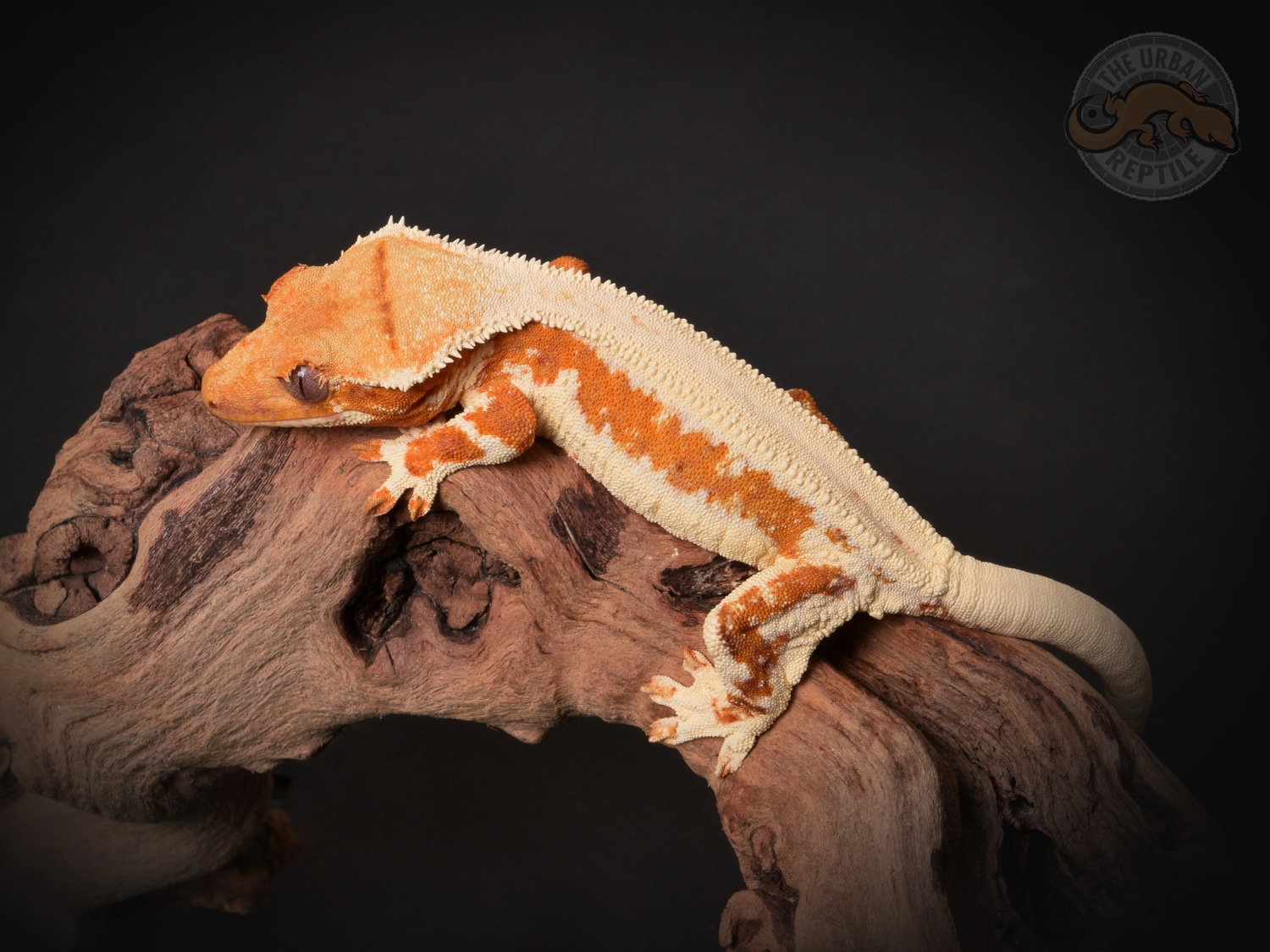 Creamsicle Lilly White Crested Gecko by The Urban Reptile MorphMarket