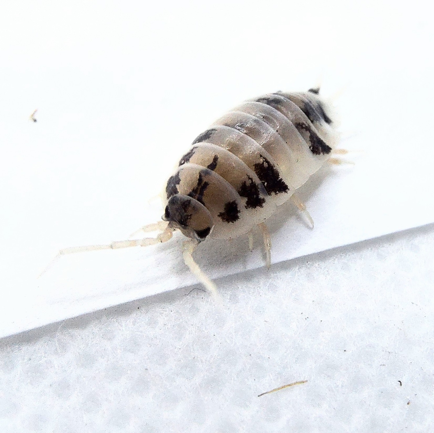 Porcellio Laevis, "Dairy Cow" 10+ Culture Isopod by The Vivarium by