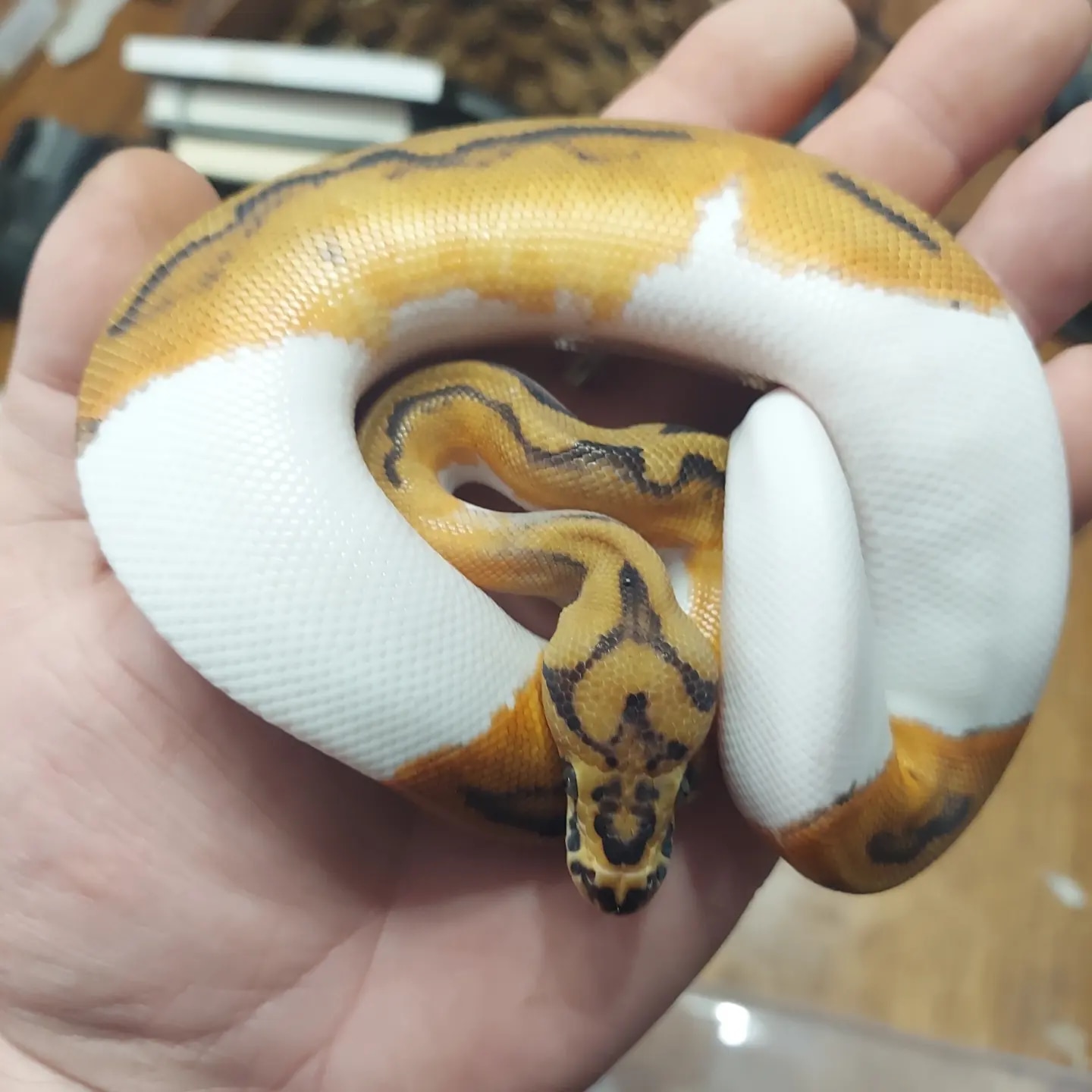 Blade Clown Pied Ball Python by Third Eye Pythons - MorphMarket
