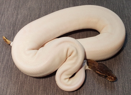 ♀️ Cinnamon Piebald Ball Python by Thomas Bernhart