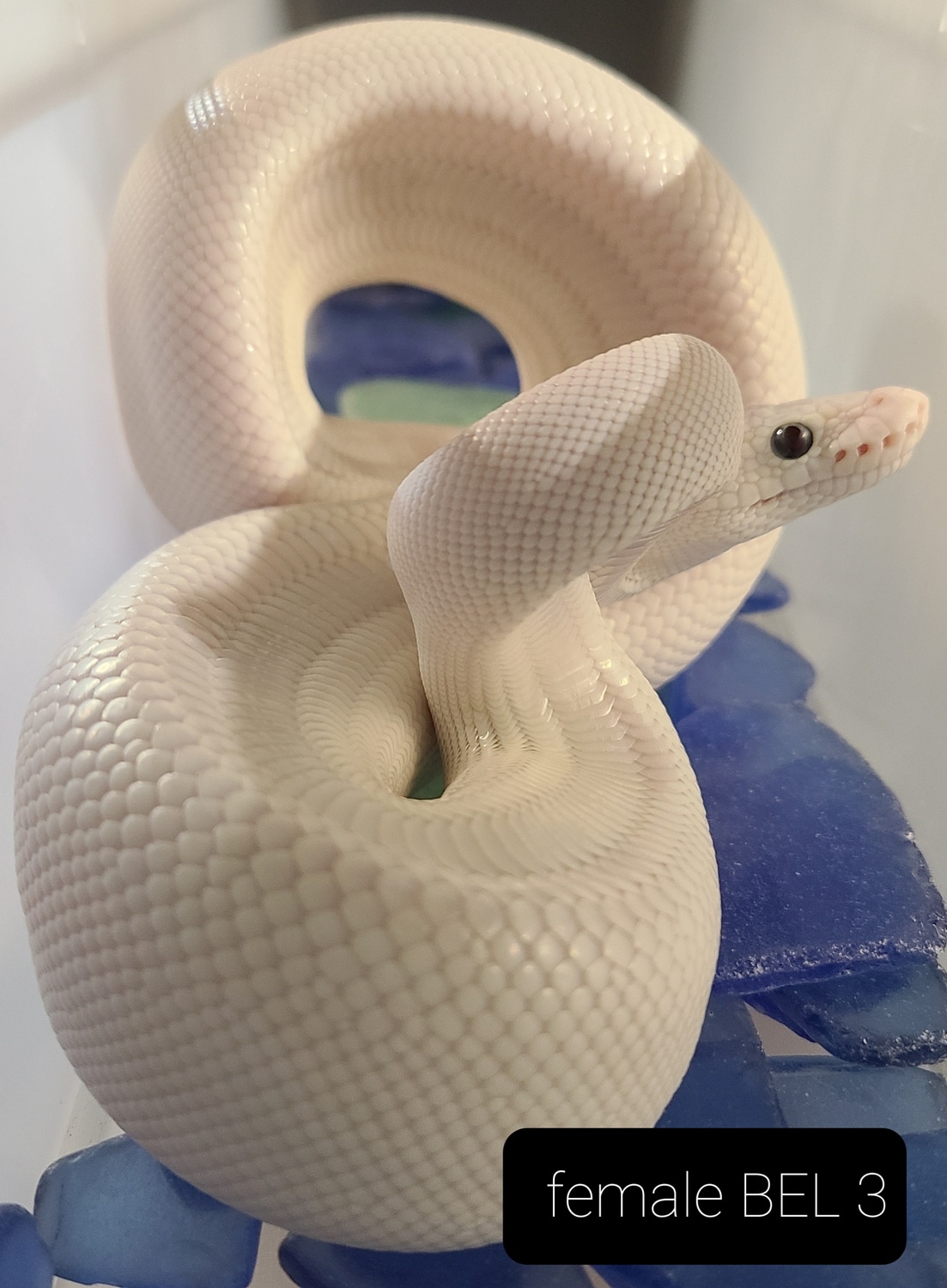 Super Russo White Diamond Bel Ball Python by Cold Blooded Playthings ...