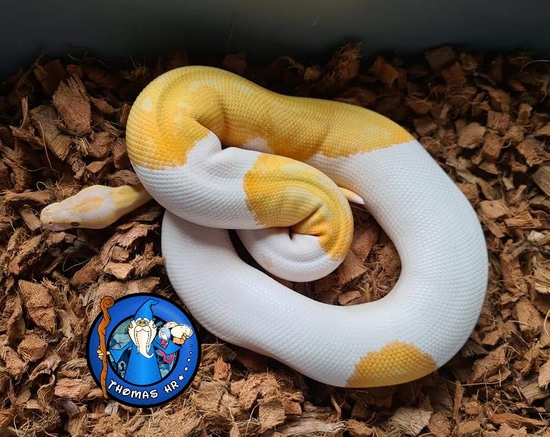 Dreamsicle Ball Python by Thomas hr