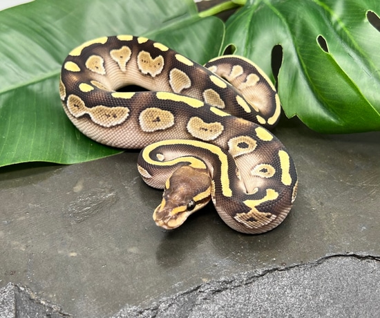 (Uk Only) Wookie Mojave Ball Python by Thomas Reptiles