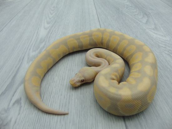 Cinnamon Toffino Ball Python by Nicand Ball Pythons