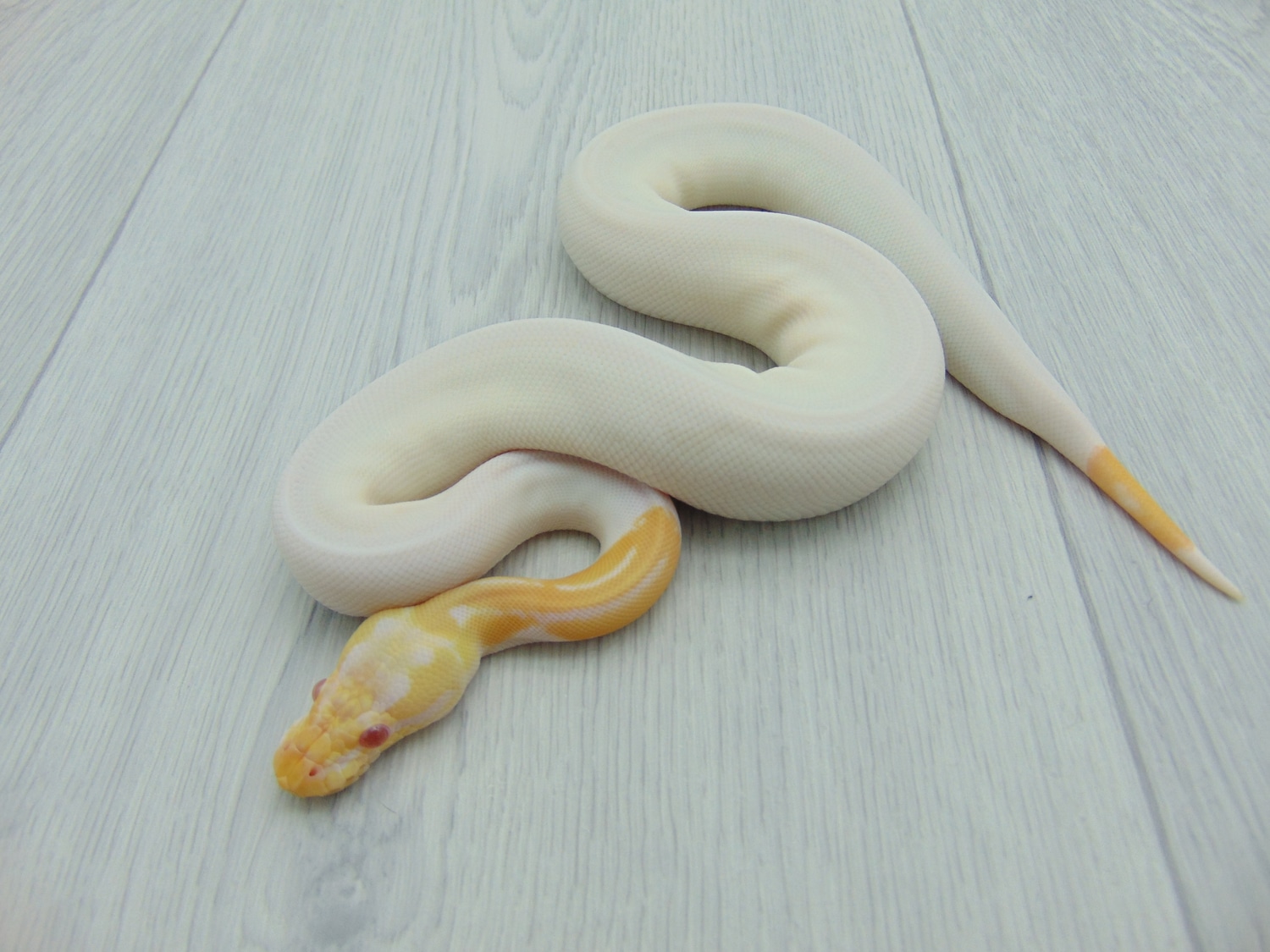 Albino Cinnamon Pied Ball Python by Nicand Ball Pythons - MorphMarket