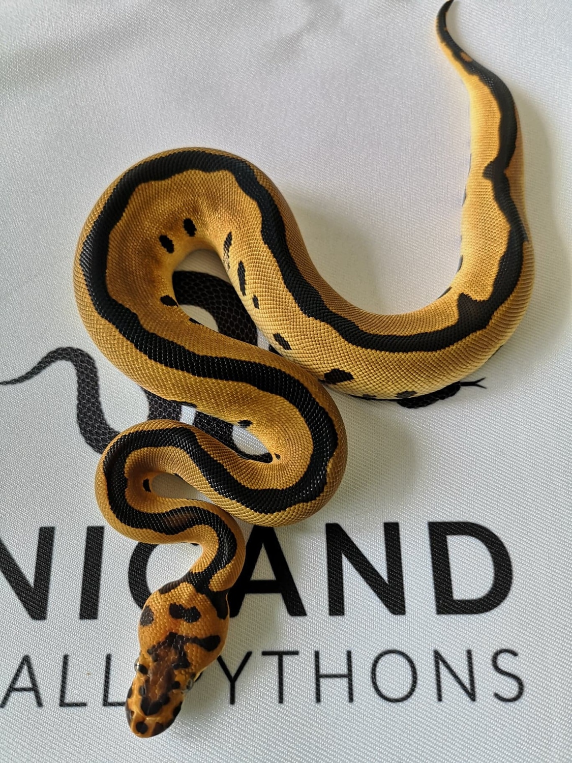 Leopard Clown Ball Python by Nicand Ball Pythons MorphMarket