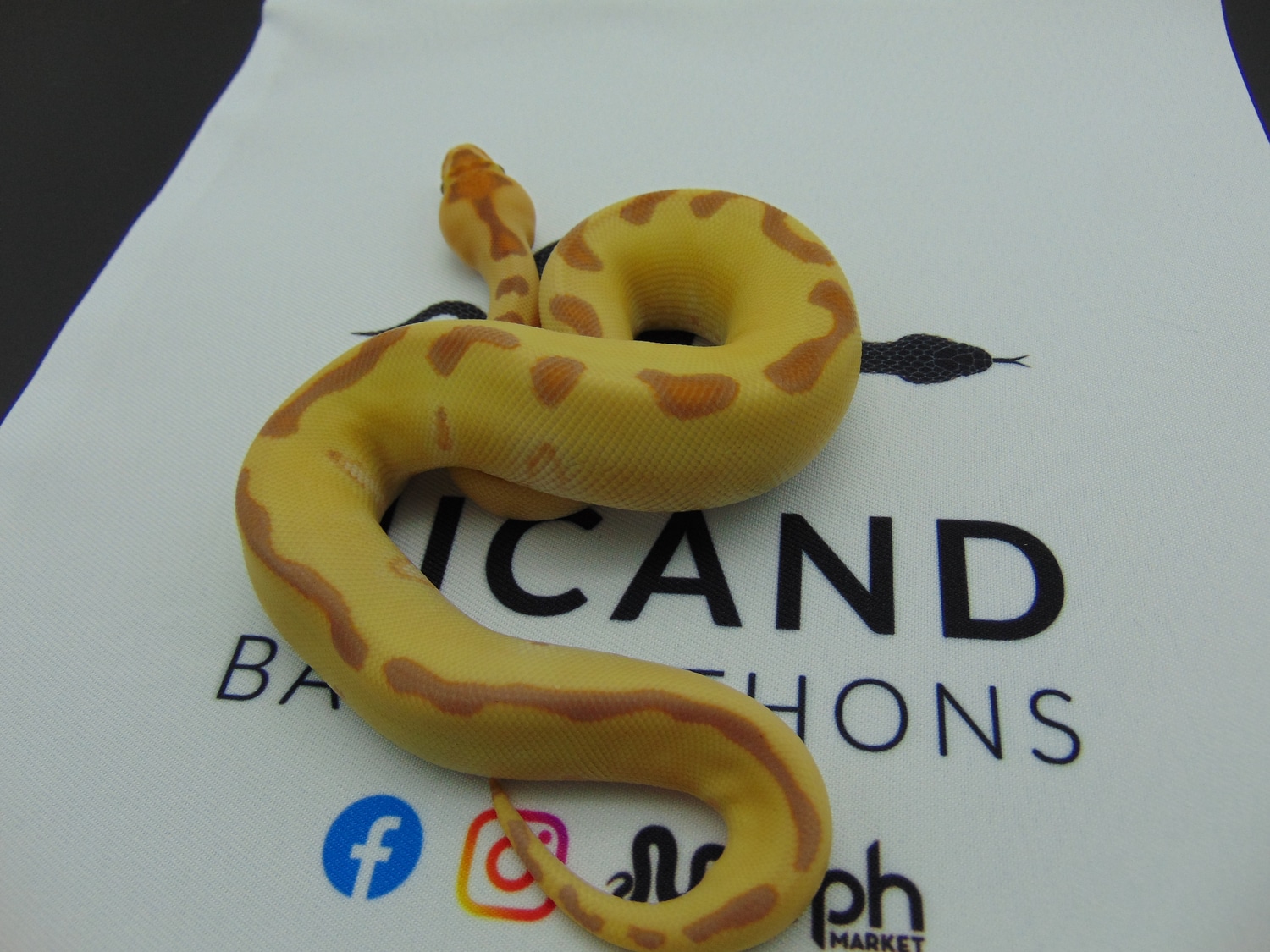 Banana Cinnamon Enchi Clown Ball Python by Nicand Ball Pythons