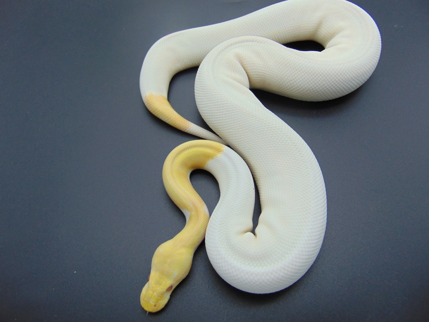 Albino Cinnamon Pied Ball Python by Nicand Ball Pythons - MorphMarket