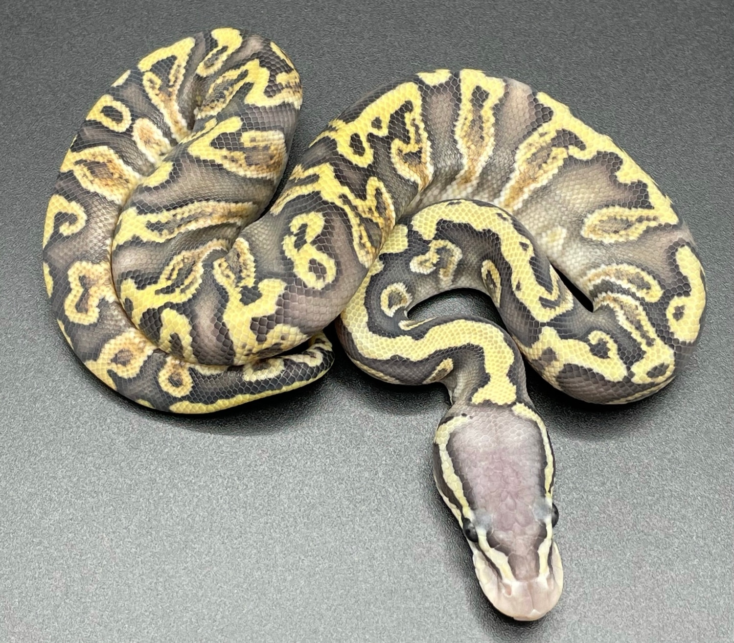 GHI Ghost Pastel Ball Python by Three-oak-pythons - MorphMarket