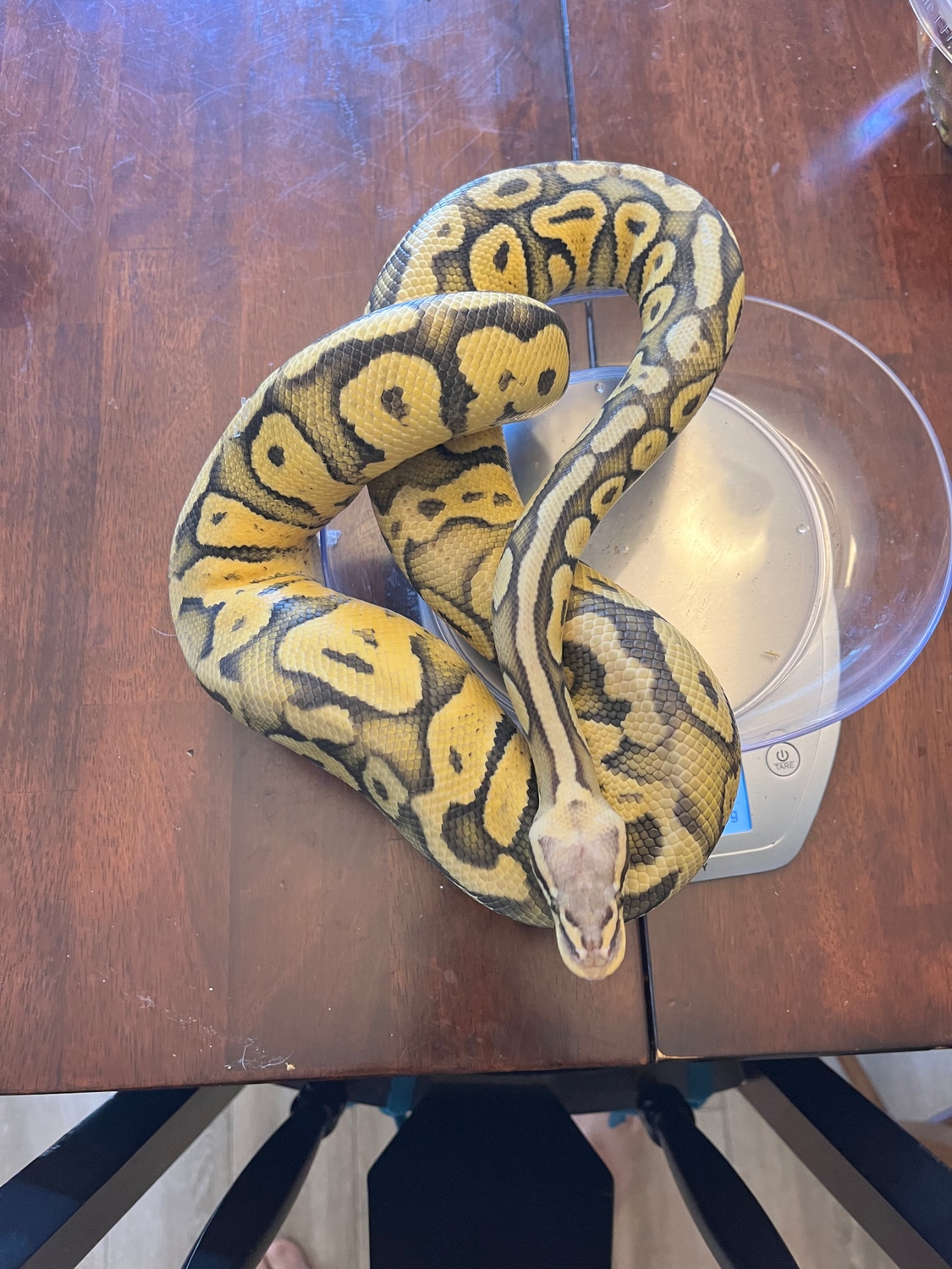 Super Pastel Orange Ghost Ball Python by Coldblooded DNA MorphMarket