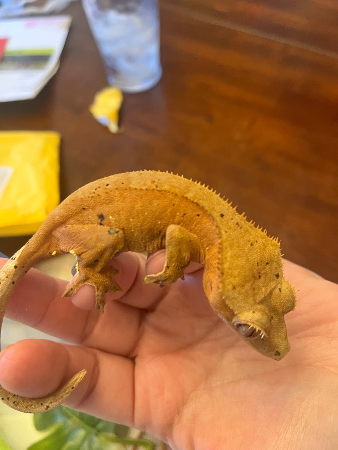 Red Dalmation Confetti Crested Gecko by Coldblooded DNA MorphMarket