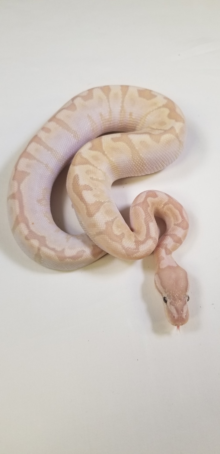 Banana Bamboo Yellowbelly Female Maker Ball Python by Tom Harbin ...