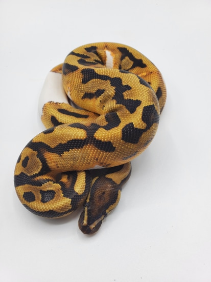 Genex Ball Python GeneX Piebald Ball Python by Tom Harbin Reptiles