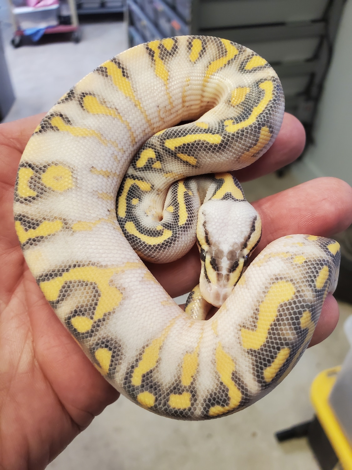 Super Gravel Super Pastel Ball Python by Tom Harbin Reptiles - MorphMarket