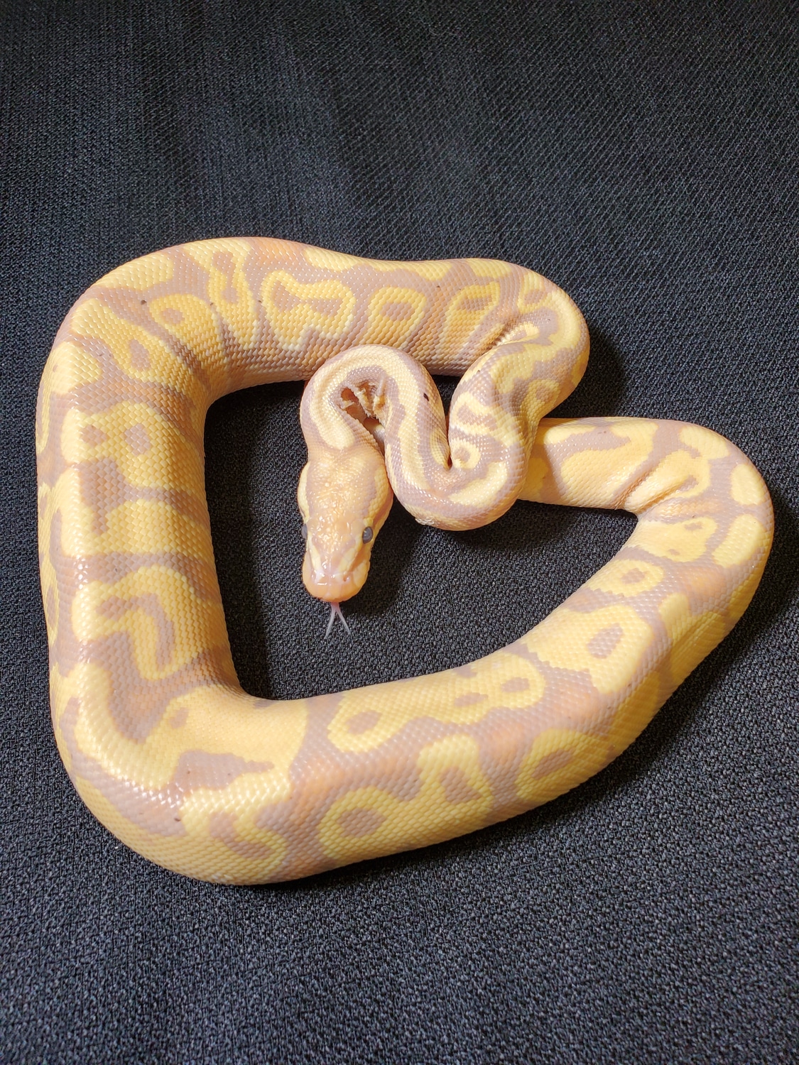 Banana Het Clown Ball Python by Tom Harbin Reptiles MorphMarket
