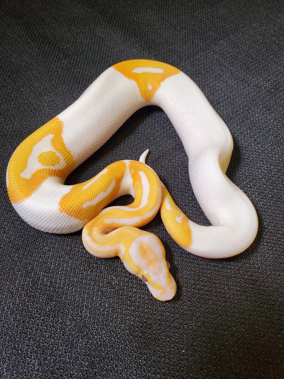 Dreamsicle Ball Python by Tom Harbin Reptiles - MorphMarket