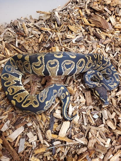 Dh Dreamsicle Ball Python by Tom Harbin Reptiles