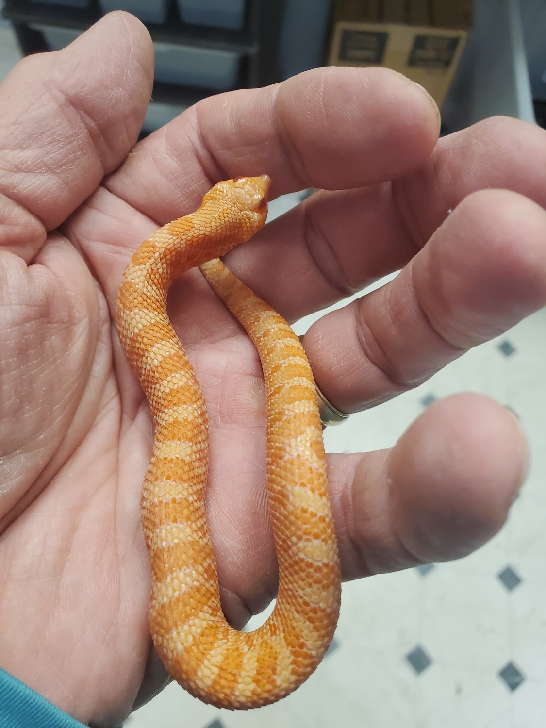 Sunburst Western Hognose by Tom Harbin Reptiles MorphMarket
