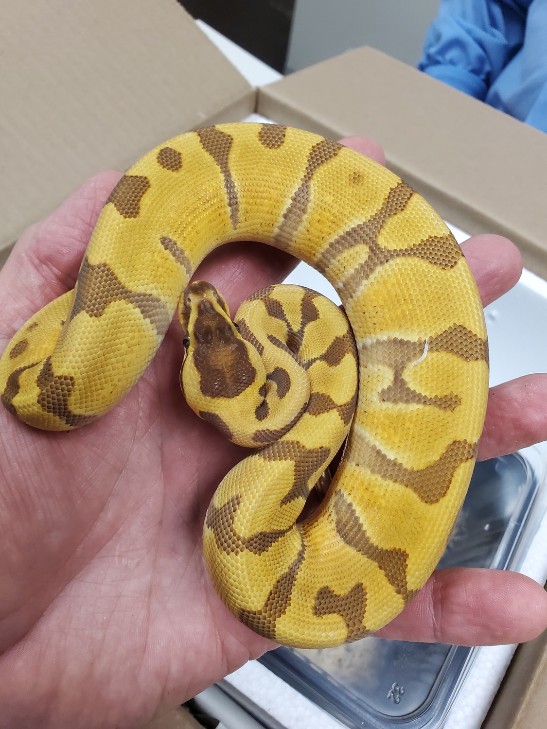 Super Enchi Monarch Ball Python by Tom Harbin Reptiles - MorphMarket