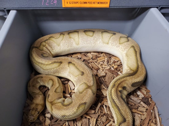 GS Clown PH Monarch Ball Python by Tom Harbin Reptiles
