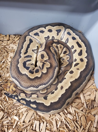 Clown PH Monarch Ball Python by Tom Harbin Reptiles