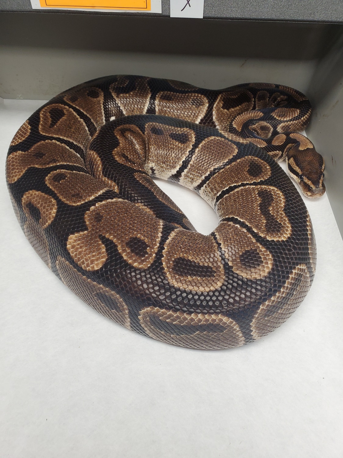 Monarch Het #1 Ball Python by Tom Harbin Reptiles - MorphMarket