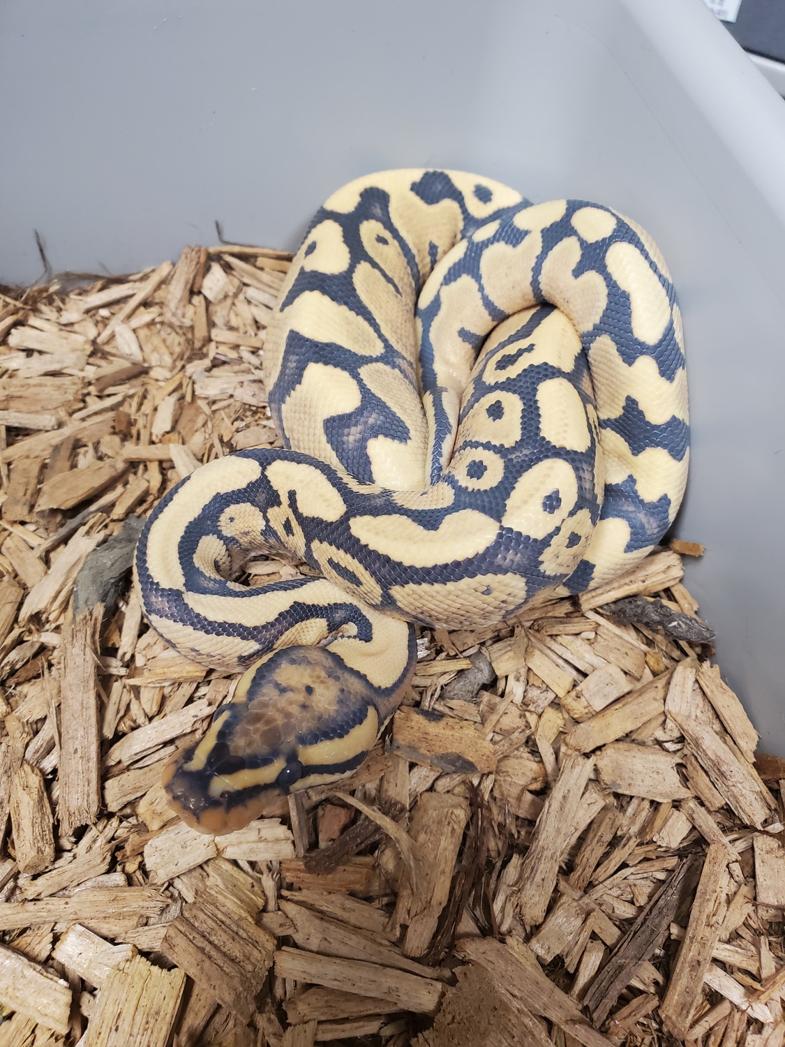 Desert Ghost RS YB Het Clown Ball Python by Tom Harbin Reptiles ...