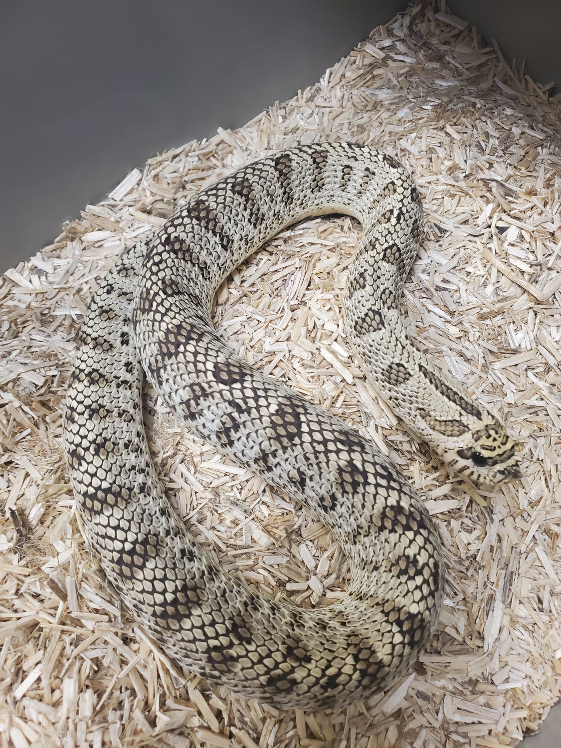 Superarctic Western Hognose by Tom Harbin Reptiles MorphMarket