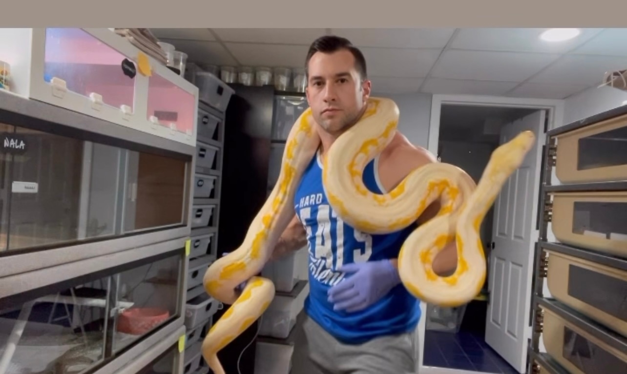 White Albino Sun Tiger Reticulated Python by D-Rassic Park - MorphMarket