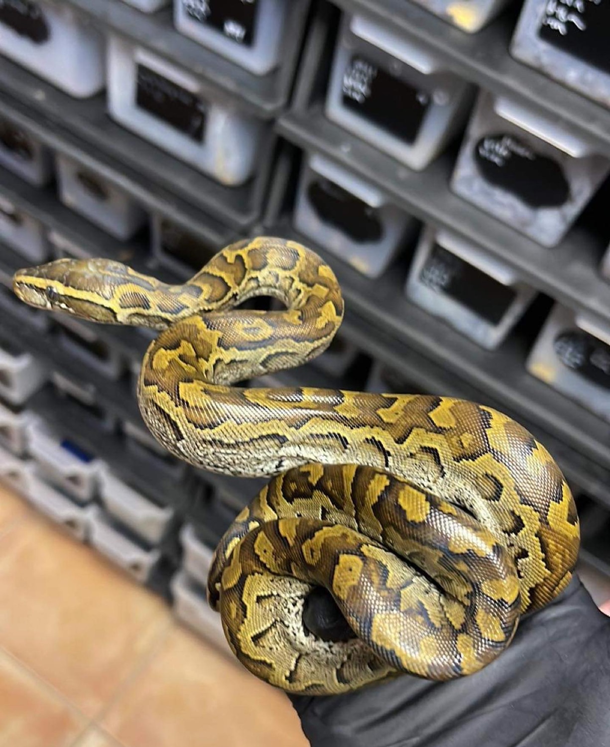Rock Python SALE $450!!! by D-Rassic Park - MorphMarket