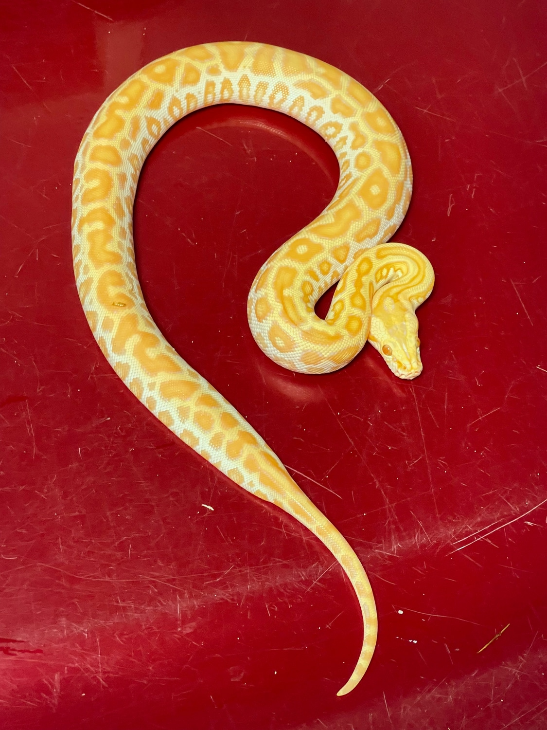 Pearl Het Champagne 50% Het Green/Granite Burmese Python by D-Rassic ...